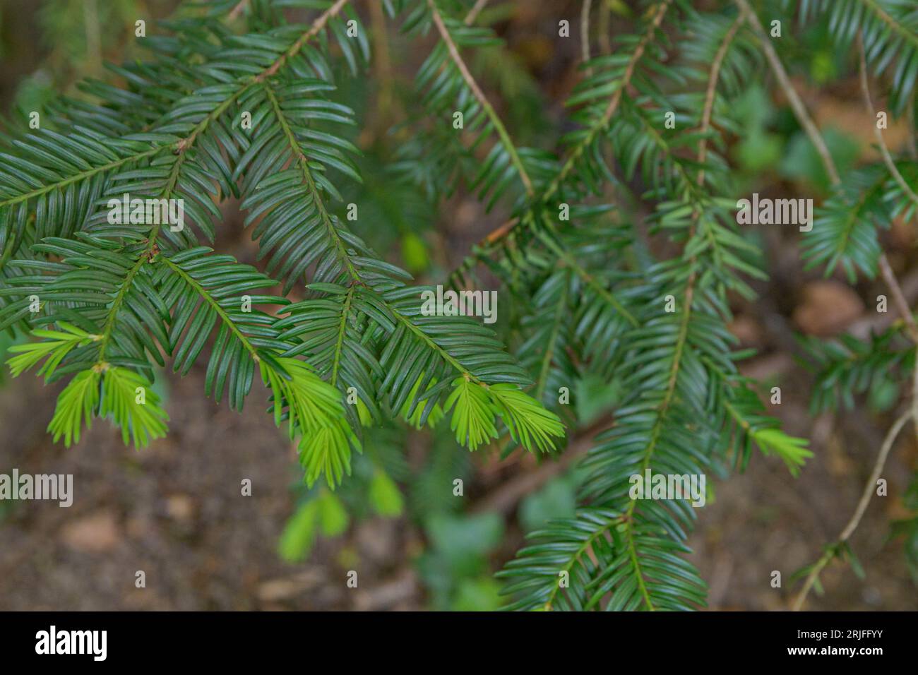 Young shoots on the branches of a coniferous tree Stock Photo