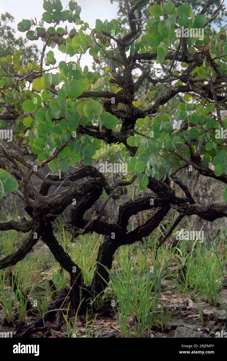 Contorted small tree in savanna (cerrado) biome, Brazilian  Highlands, Goiás State, Brazil. Chamaecrista orbiculata (Fabaceae) Stock Photo