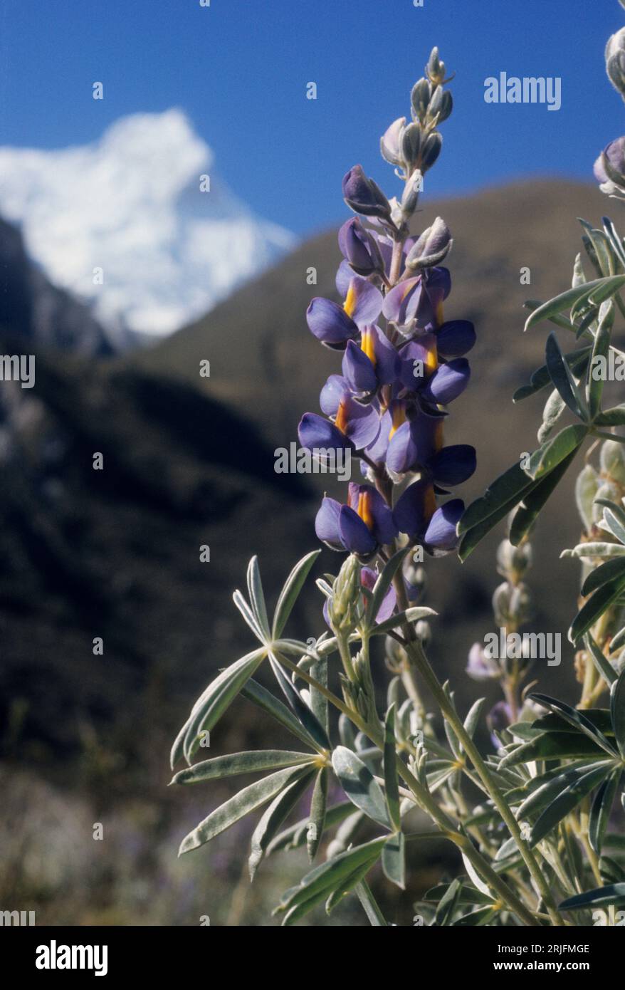Peru, Cordillera de los Andes, Andes mountain range, Cordillera Blanca. Lupine  (Lupinus - Fabaceae, Leguminosae) Stock Photo