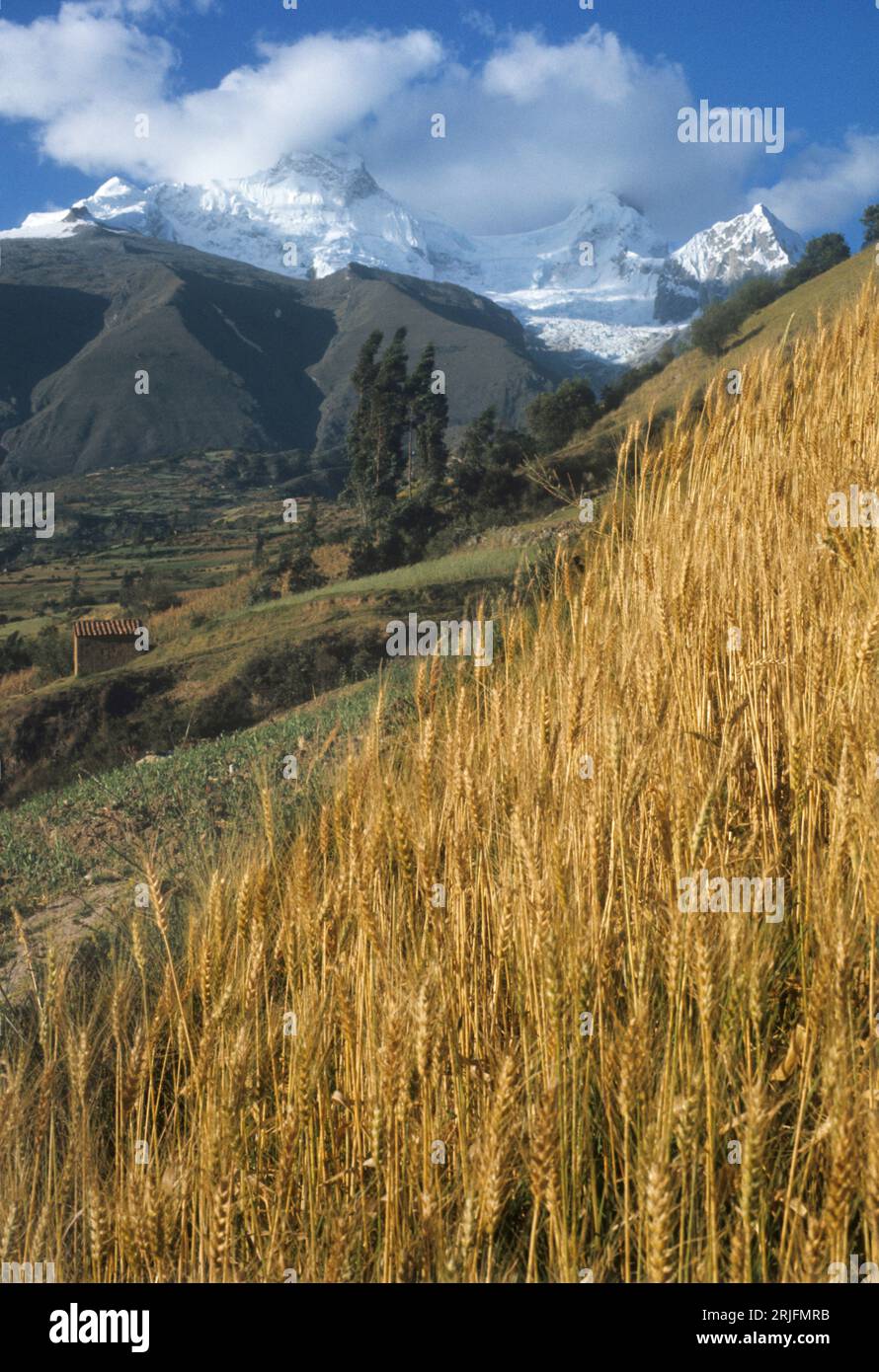 Peru, Andes Montain Range, Cordillera de los Andes. Cordillera Blanca : snow-covered Mount Huandoy. Wheat field in foreground. Ancash reginPeruvian An Stock Photo