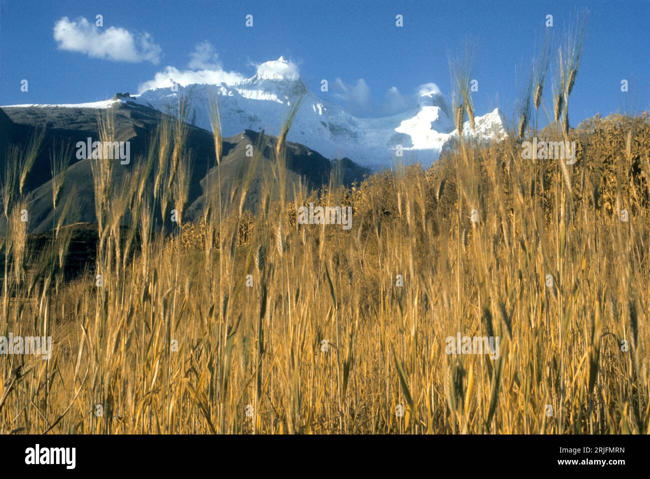 Peru, Andes Montain Range, Cordillera de los Andes, Cordillera Blanca Wheat field withh mount Huandoy in background. Stock Photo