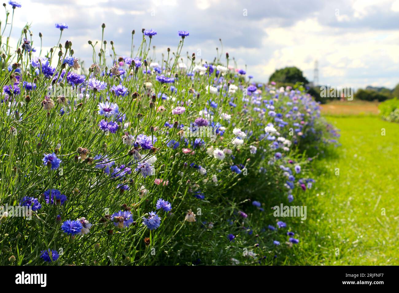 A row of cornflowers at Frog's Farm in Suffolk. Cottage gardening with pick your own flowers. Blue, pink, white, purple and lilac flowers. Stock Photo
