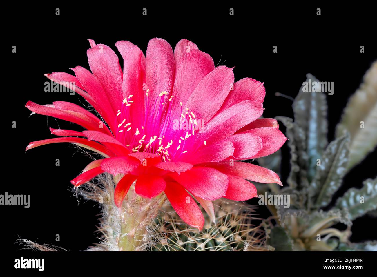 Blooming cactus on a black background, close up Stock Photo