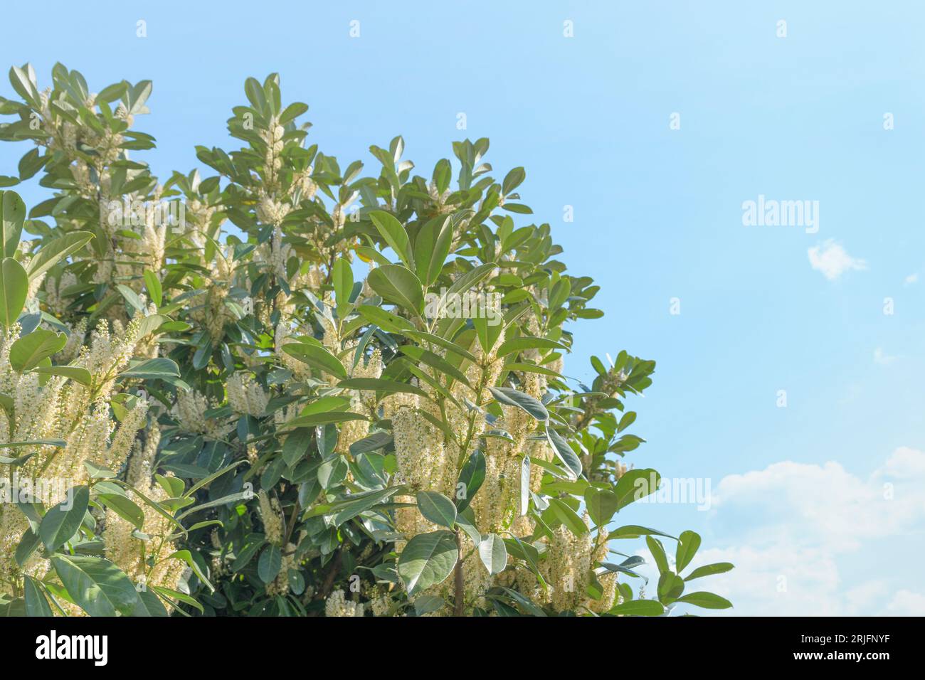 Cherry laurel - Prunus laurocerasus, is a green shrub with white blossoms in the spring. Stock Photo