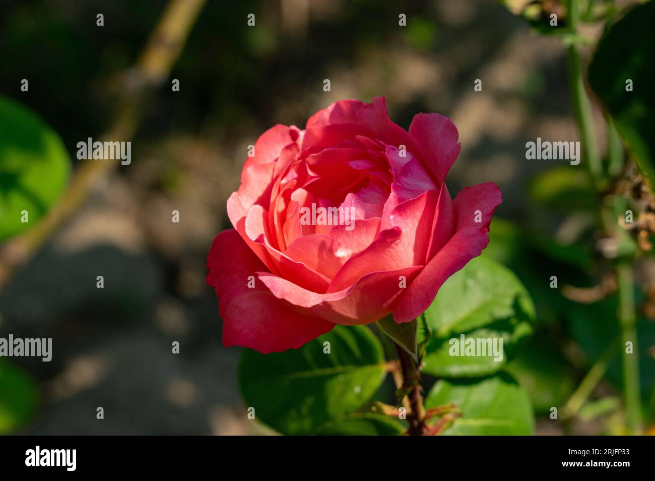 Petal of a red rose on the ground hi-res stock photography and images ...