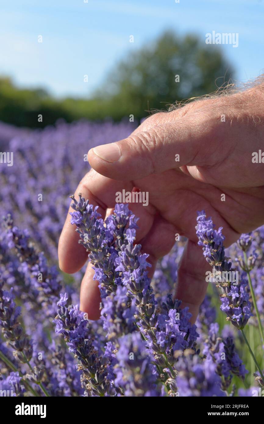 Hand in flowers. Lavender farmer gently touching purple blooming plants in the field close up. Lanscape sunny day blue sky background. Stock Photo