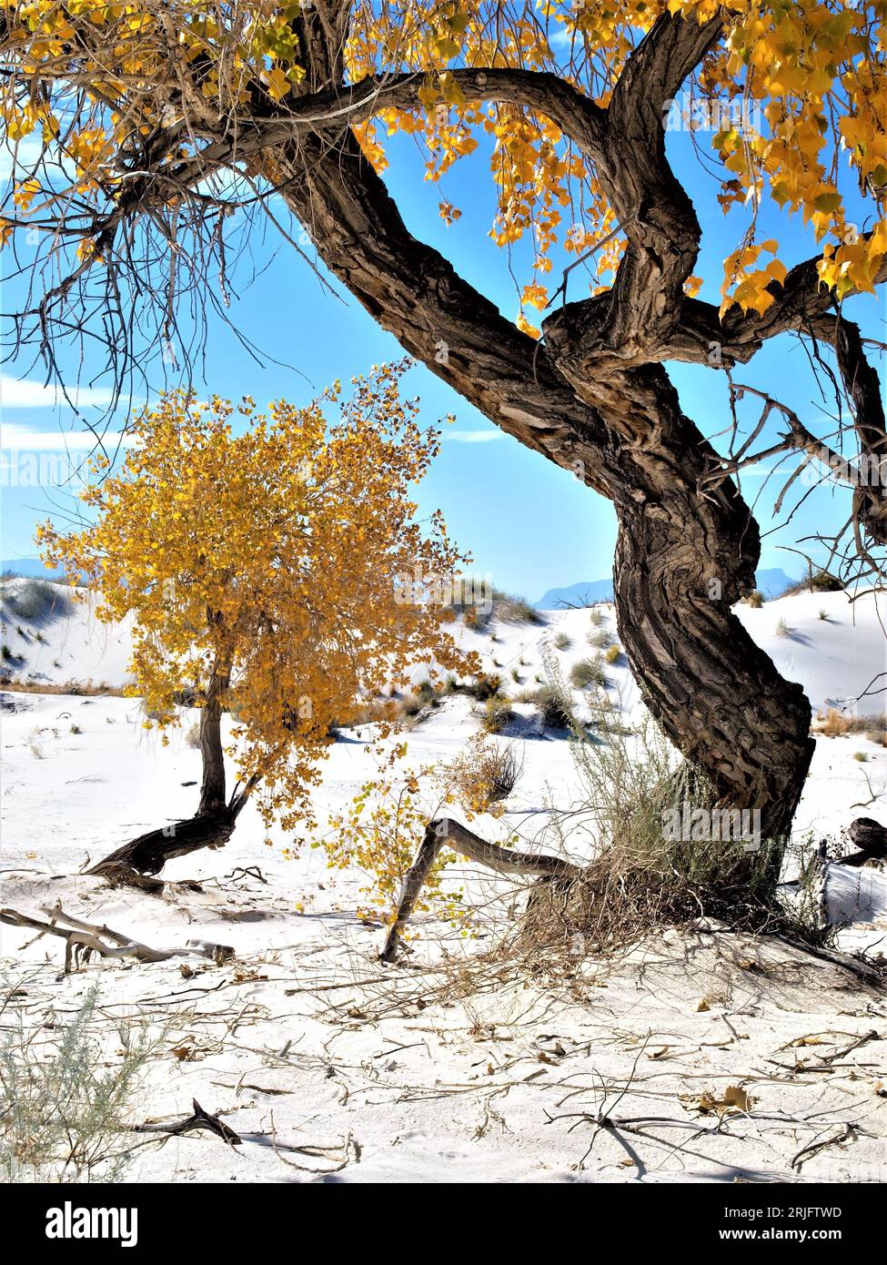 Large tree framing cottonwood tree in autumn Stock Photo Alamy