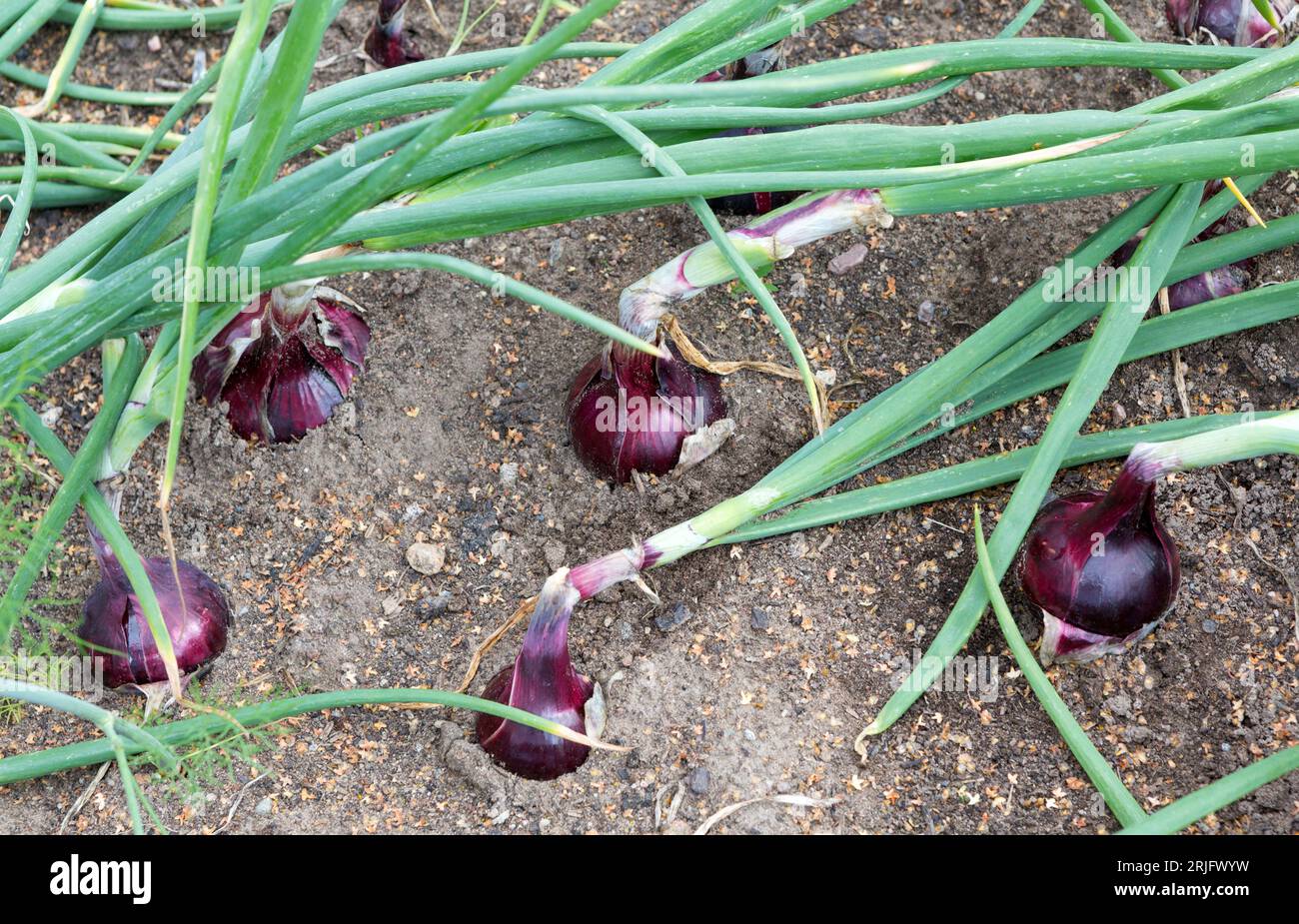 Onion plants row growing on field, close up. Stock Photo