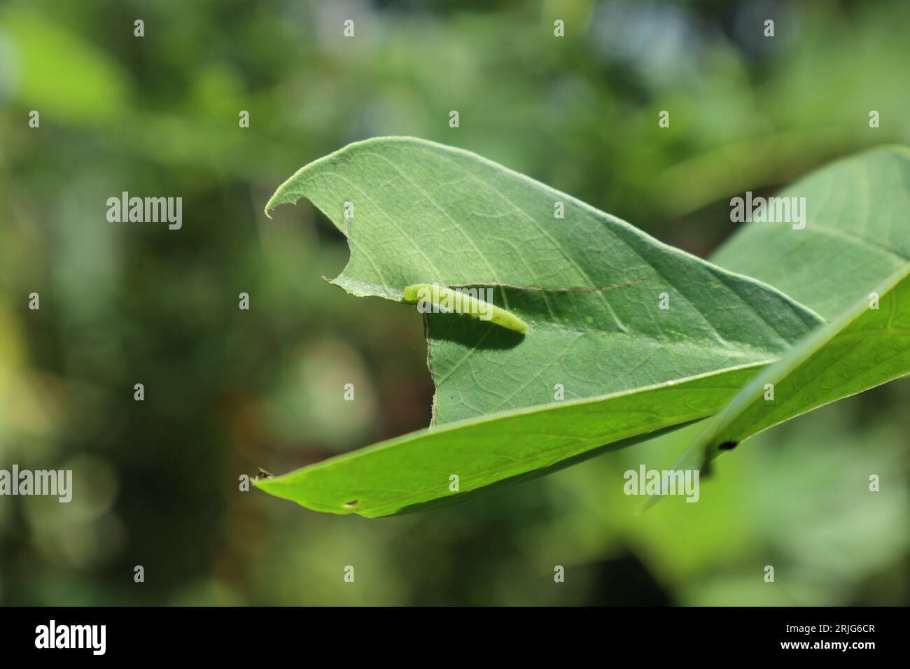 View of an immature green color Common Grass Yellow caterpillar (Eurema Hecabe) on the surface of a Sickle Senna leaf (Senna Tora) Stock Photo