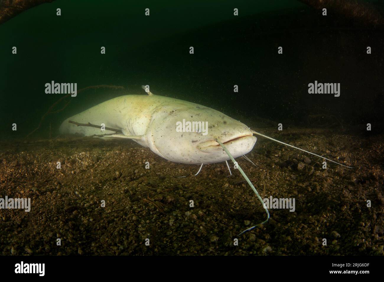 Wels catfish is swimming in dark water. Huge white silurus glanis in the lake. Fish predator in the lake. Rare albino catfish during dive. European wa Stock Photo