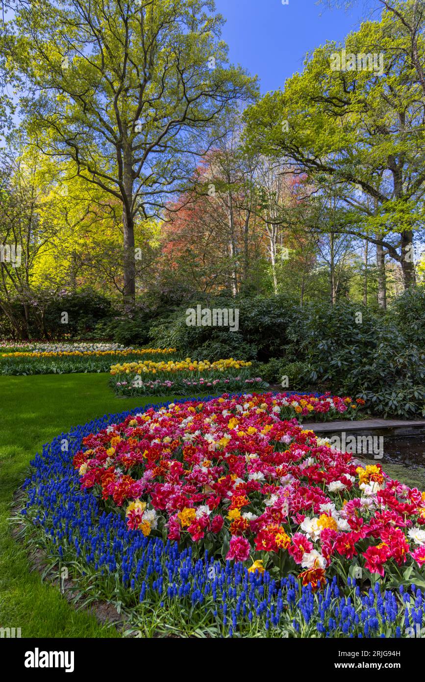 Keukenhof flower garden - largest tulip park in world, Lisse ...