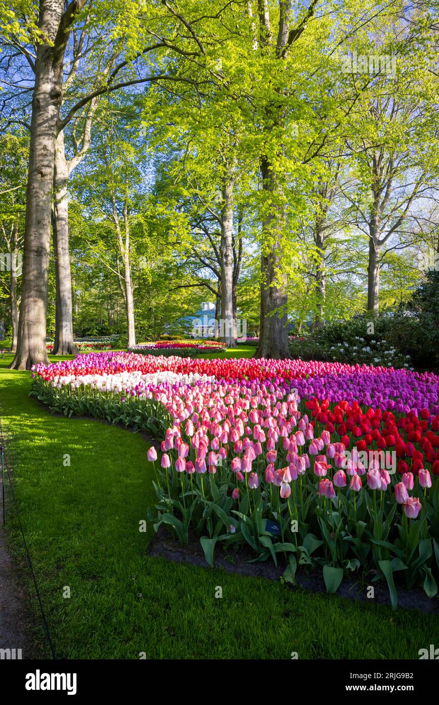 Keukenhof flower garden - largest tulip park in world, Lisse ...