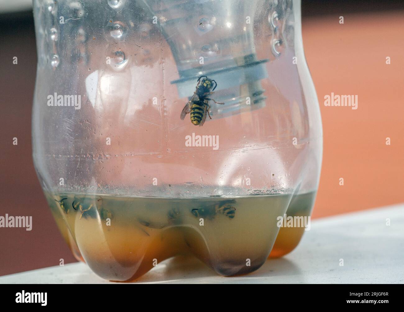 Empty plastic bottles converted into wasp traps Stock Photo - Alamy
