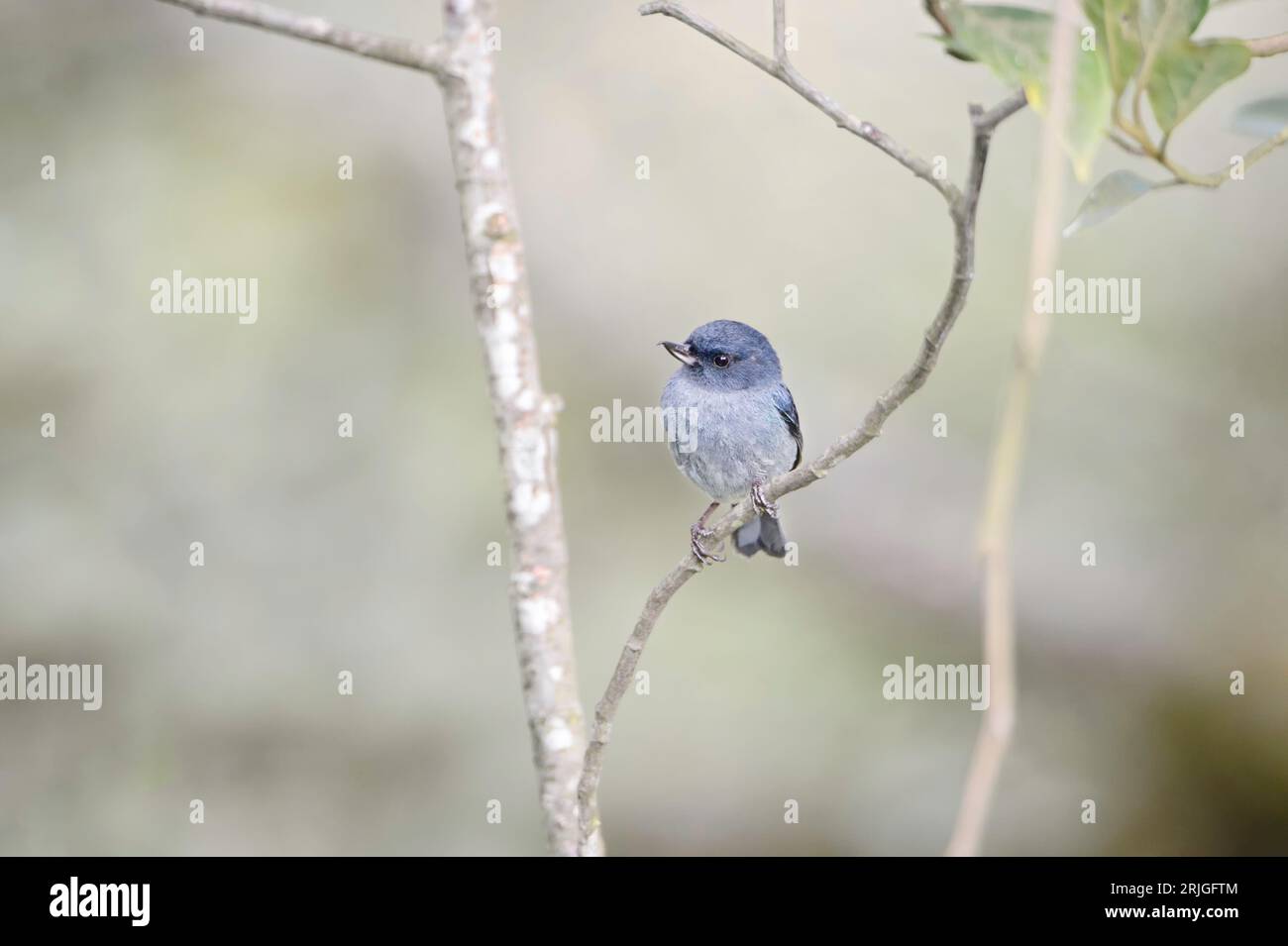 The slaty flowerpiercer uses his specialized beak to puncture the base of a flower to get to the nectar, which she laps up with her brush-tipped tongu Stock Photo