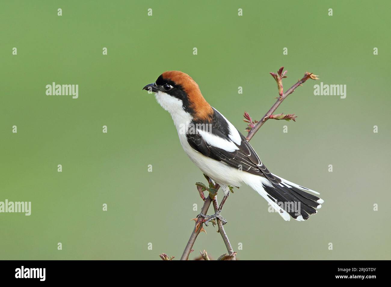 Woodchat shrike (Lanius senator) in natural habitat. Stock Photo