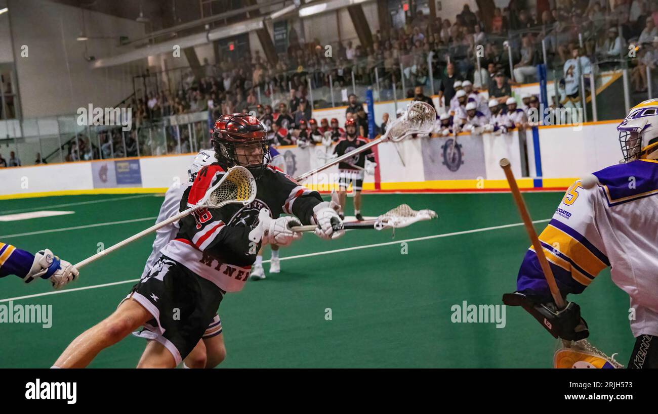 Edmonton Miners (black/orange) Declan Fitzpatrick (18) shoots on Coquitlan Adanacs (White/Yellow) Jack Kask (35) Minto Cup Day 2 action between Edmonton Miners and Coquitlam Adanacs at Bill Hinter Arena. Final Score: Edmonton Miners vs Coquitlam Adanacs, 11:15 The Minto Cup is the National Junior A Box Lacrosse championship. The Minto Cup was donated in 1901 by Sir Gilbert John Murray Kynmond Elliot, and was formally made the trophy for the Junior A National box lacrosse championship in 1937. (Photo by Ron Palmer/SOPA Images/Sipa USA) Stock Photo