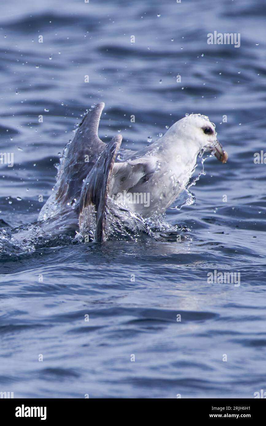 A fulmar rising to the surface in the Arctic Ocean in Northern Norway. Stock Photo