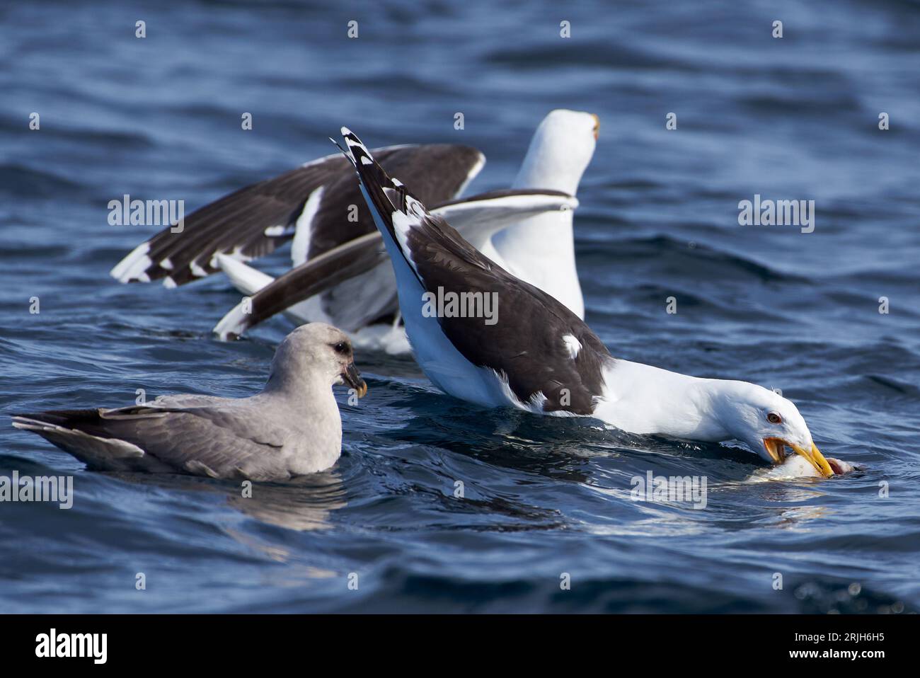 A great black-backed gull and fulmars fighting for a dead cod fish in the Arctic Ocean in Northern Norway. Stock Photo