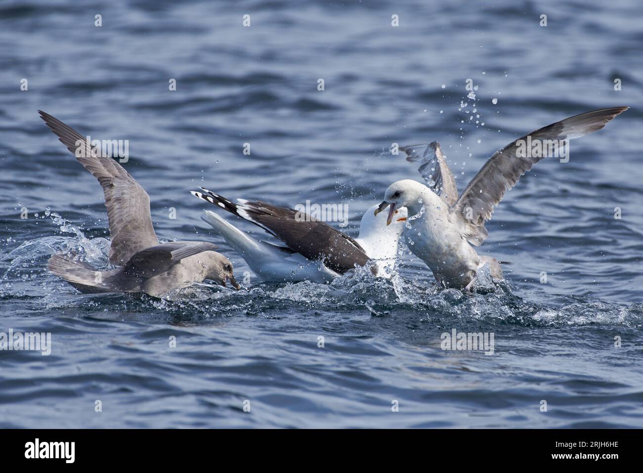 A great black-backed gull and fulmars fighting for food in the Arctic Ocean in Northern Norway. Stock Photo