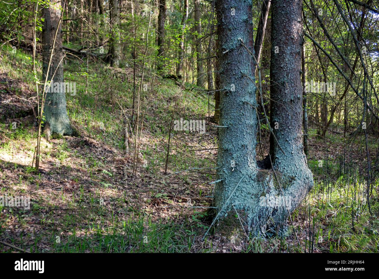 Two trunks hi-res stock photography and images - Alamy