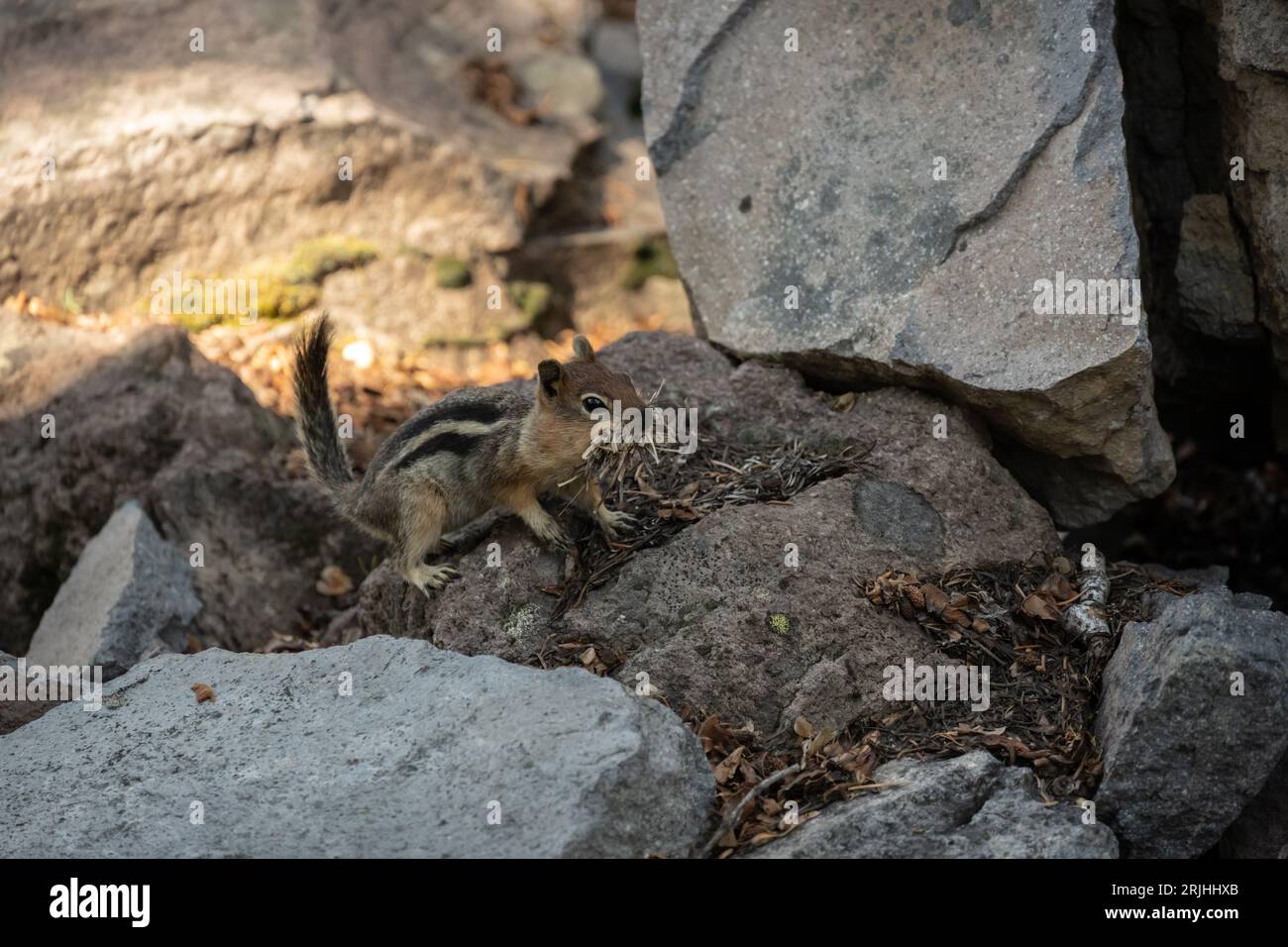 Chipmunk With Dry Grass Stuffed In Mouth Runs Across Rocks in Crater ...