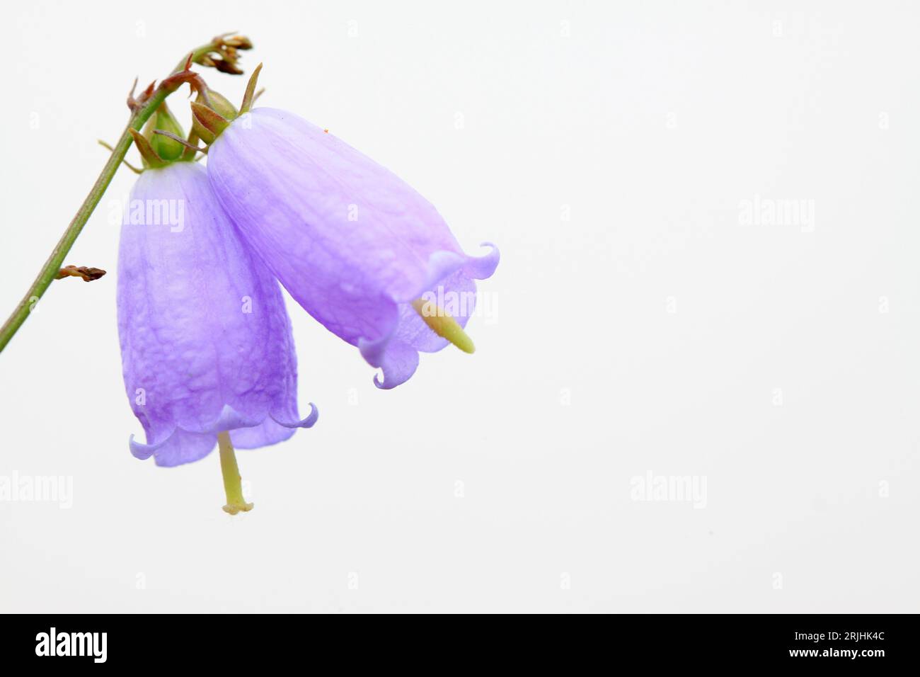 50 Semi Di Platycodon Grandiflorum - Miscela Colorata - Per Giardino O Balcone - Foto 9