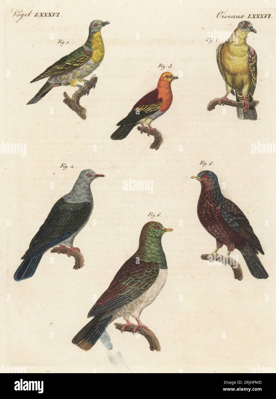Yellow-footed green pigeon, Treron phoenicopterus, male 1, female 2, Buru green pigeon, Treron aromaticus 3, Green imperial pigeon, Ducula aenea 4, African olive pigeon,  Columba arquatrix 5 and extinct Norfolk Island pigeon, Hemiphaga spadicea 6. Copied from Madame Pauline Knip's Les Pigeons, 1811. Handcoloured copperplate engraving from Carl Bertuch's Bilderbuch fur Kinder (Picture Book for Children), Weimar, 1813. A 12-volume encyclopedia for children illustrated with almost 1,200 engraved plates on natural history, science, costume, mythology, etc., published from 1790-1830. Stock Photo