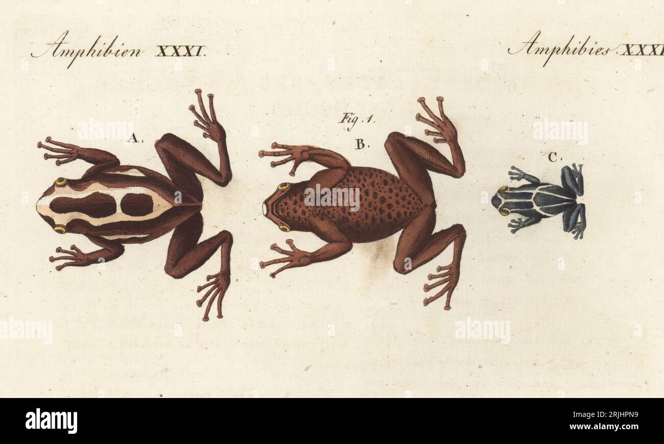 Dyeing dart frog, dyeing poison dart frog or dyeing poison frog, Dendrobates tinctorius 1, dorsal A, ventral B, juvenile C. Rainette a tapirer, Hyla tinctoria. Native to Suriname and South America. Handcoloured copperplate engraving from Carl Bertuch's Bilderbuch fur Kinder (Picture Book for Children), Weimar, 1813. A 12-volume encyclopedia for children illustrated with almost 1,200 engraved plates on natural history, science, costume, mythology, etc., published from 1790-1830. Stock Photo