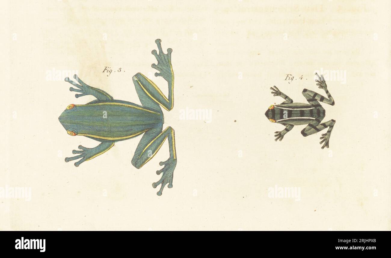 American green tree frog, Dryophytes cinereus 3, and Hylarana nicobariensis, native to Java 4. Rainette flanc-raye, Hyla lateralis, Rainette bi-rayee, Hyla bilineata. Handcoloured copperplate engraving from Carl Bertuch's Bilderbuch fur Kinder (Picture Book for Children), Weimar, 1813. A 12-volume encyclopedia for children illustrated with almost 1,200 engraved plates on natural history, science, costume, mythology, etc., published from 1790-1830. Stock Photo