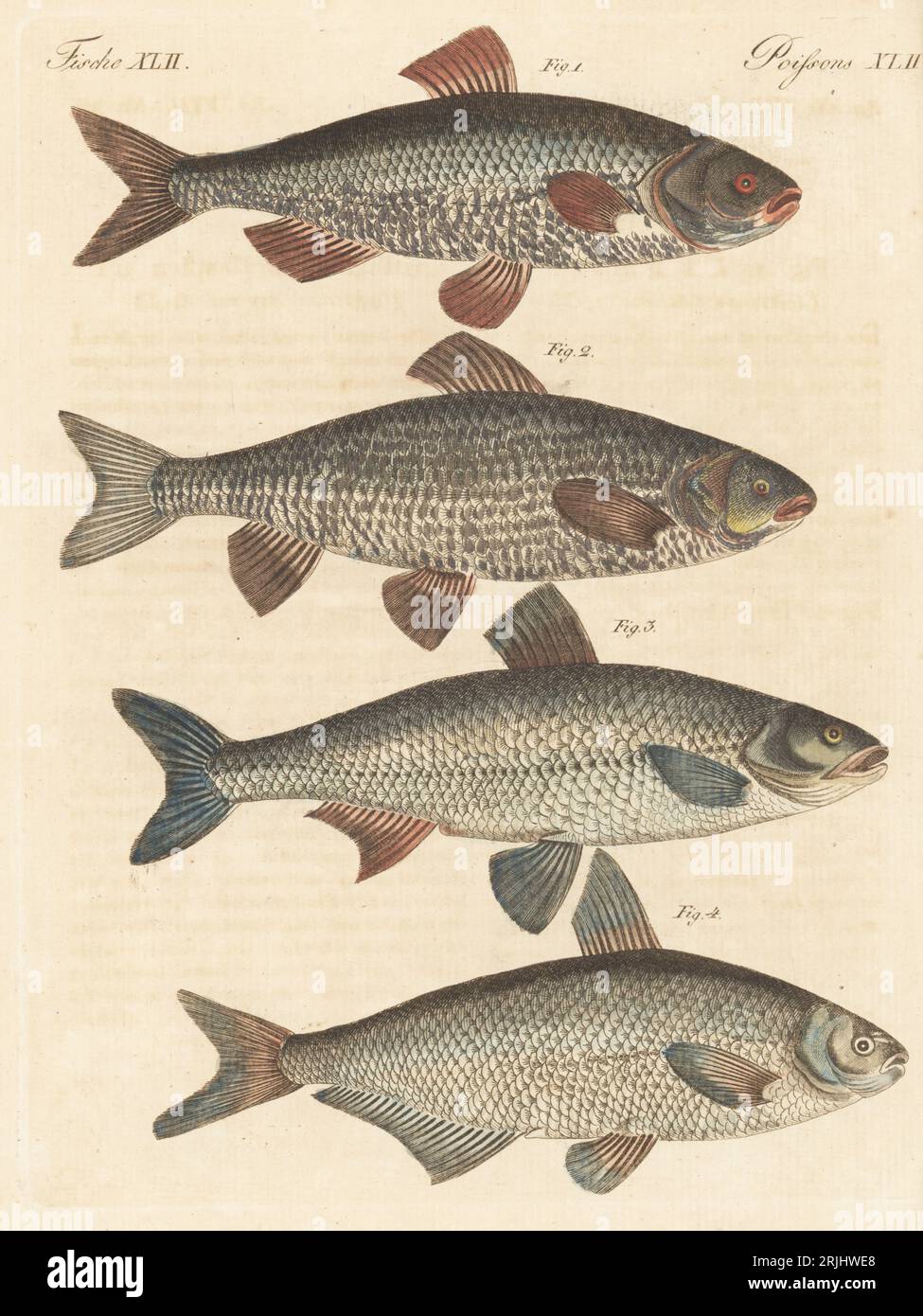 Common roach, Rutilus rutilus 1, ide or orfe, Leuciscus idus 2, asp, Leuciscus aspius 3, and zope or blue bream, Ballerus ballerus 4. German fresh-water fish. Handcoloured copperplate engraving from Carl Bertuch's Bilderbuch fur Kinder (Picture Book for Children), Weimar, 1813. A 12-volume encyclopedia for children illustrated with almost 1,200 engraved plates on natural history, science, costume, mythology, etc., published from 1790-1830. Stock Photo