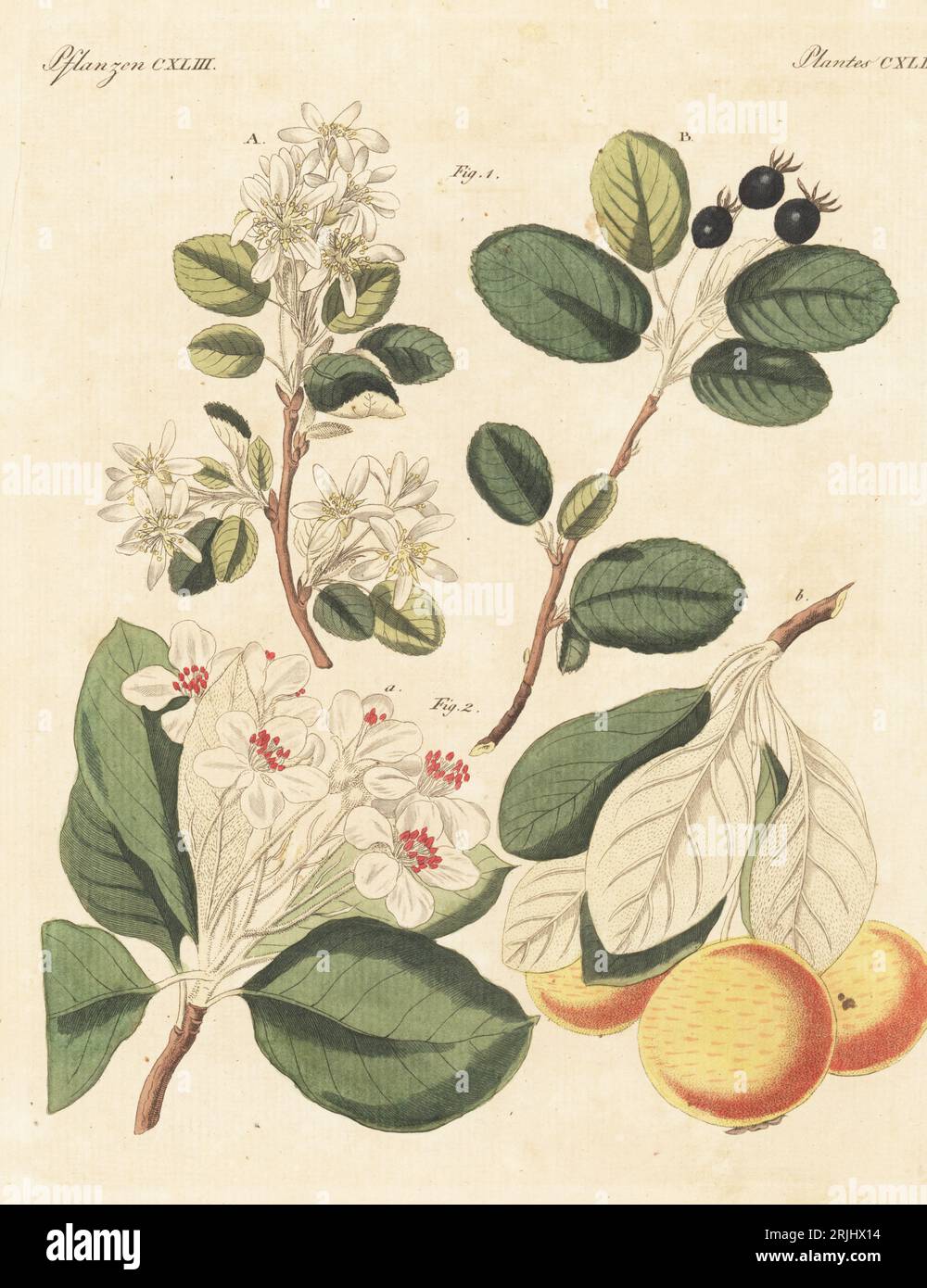 Snowy mespilus, Amelanchier ovalis 1, and yellow pear or snow pear, Pyrus nivalis 2. Blossom A and fruit B. The botanicals were drawn by Henriette and Conrad Westermayr, F. Götz and C. Ermer. Handcoloured copperplate engraving from Carl Bertuch's Bilderbuch fur Kinder (Picture Book for Children), Weimar, 1813. A 12-volume encyclopedia for children illustrated with almost 1,200 engraved plates on natural history, science, costume, mythology, etc., published from 1790-1830. Stock Photo