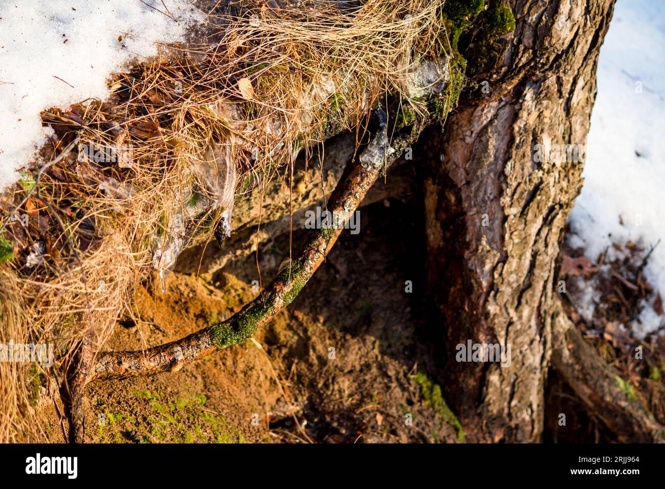 Melting snow cover on a slope during spring thaw Stock Photo