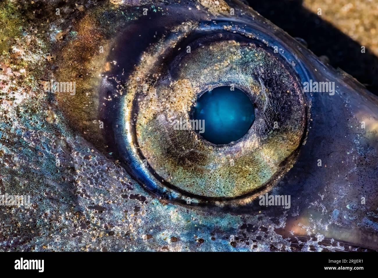 Longsnouted Lancetfish, Alepisaurus ferox, washed up while dying on