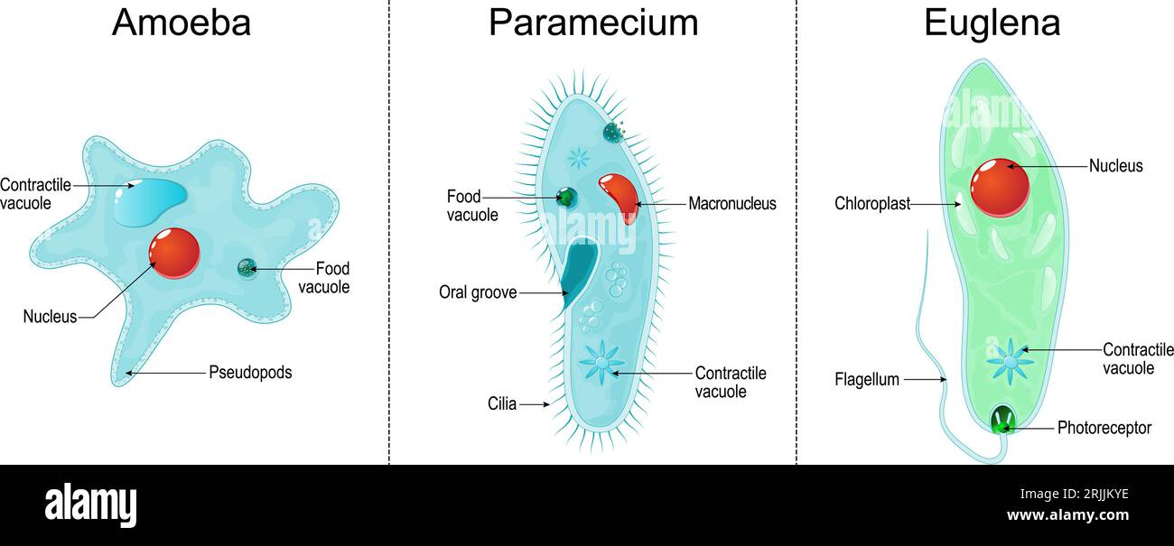 Anatomy of eukaryotic, unicellular organisms: paramecium ciliate, amoeba and Euglena. Vector illustration Stock Vector