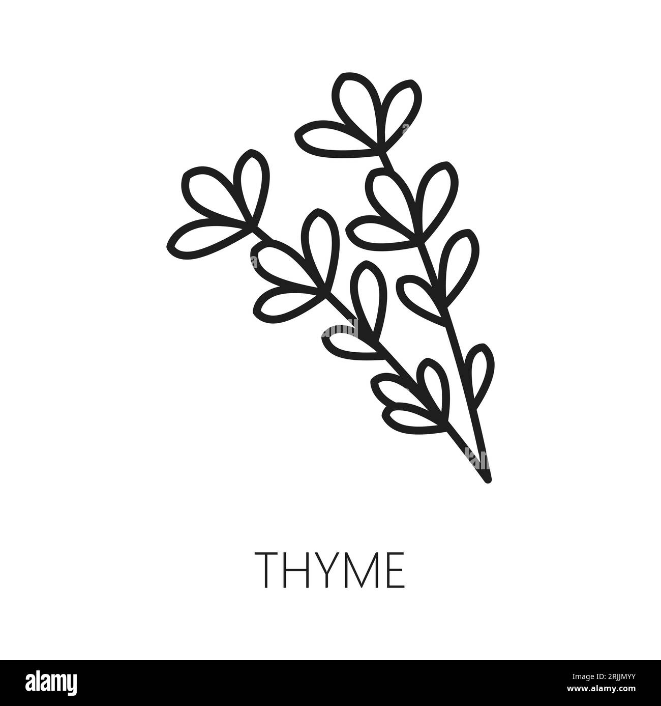 Thyme spice herb isolated natural food seasoning outline icon. Vector oregano natural garnish, essential herbal product, vegetarian food with leaves Stock Vector