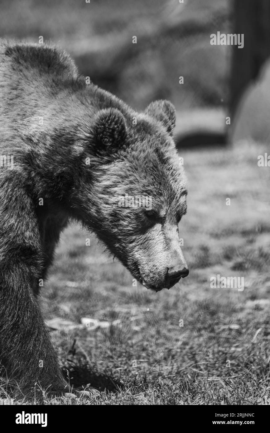 Kodiak brown bear Black and White Stock Photos & Images - Alamy