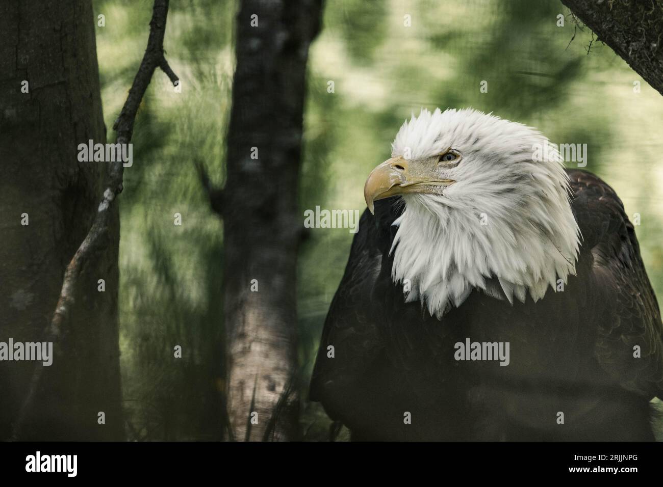 A majestic bald eagle perched on a tree Stock Photo - Alamy