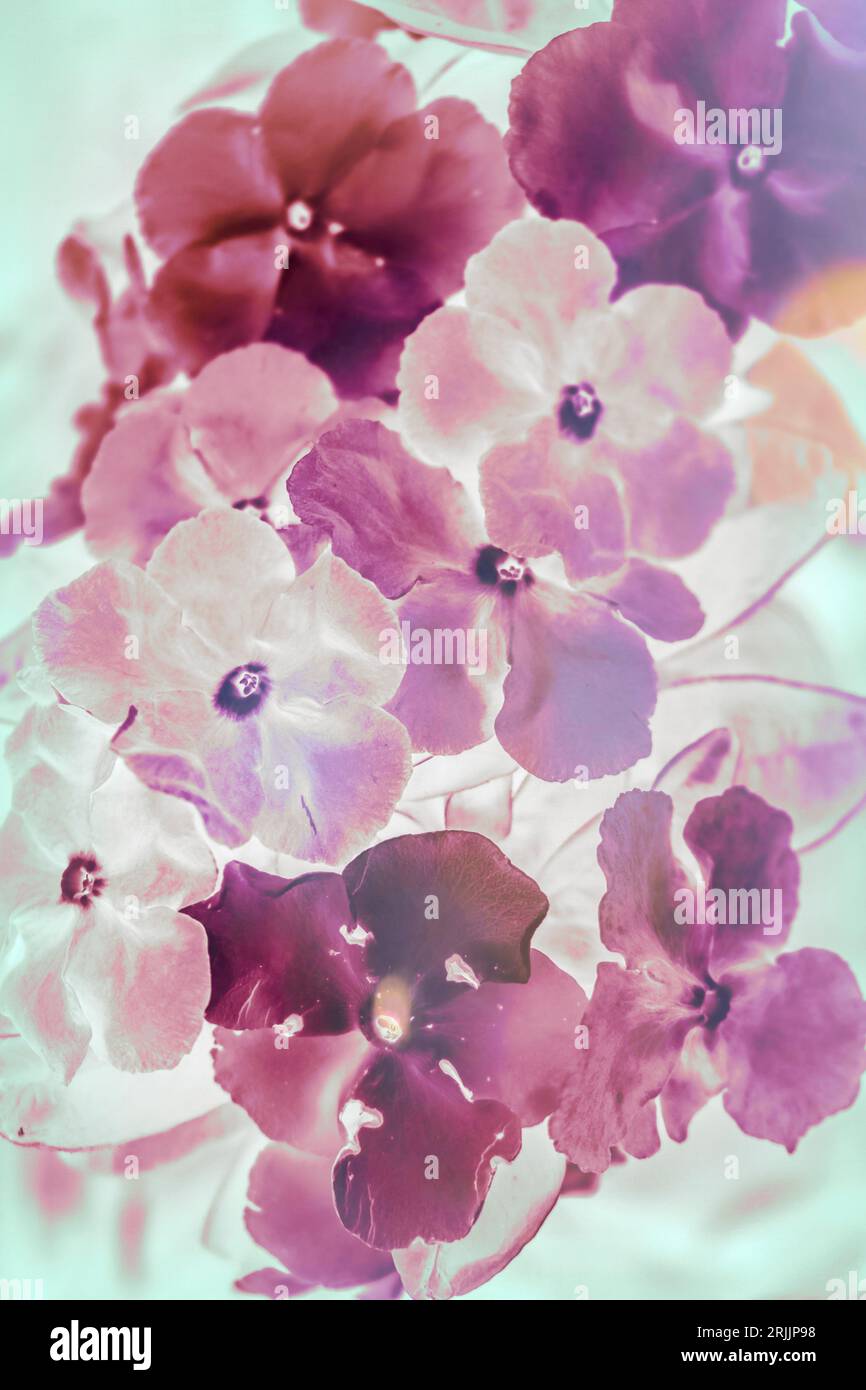 Wildflower pop art design on a flared and colourised scene of Yesterday Today and Tomorrow (Brunfelsia Australis) flowers in inverse elegance Stock Photo