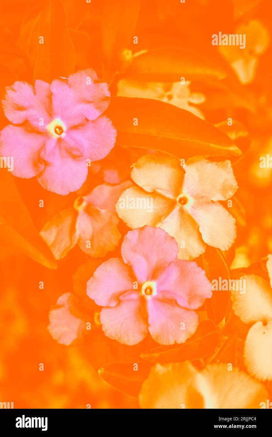 Orange faded scene of botanical design with Brunfelsia Australis flowers in warm tropical dynamics Stock Photo