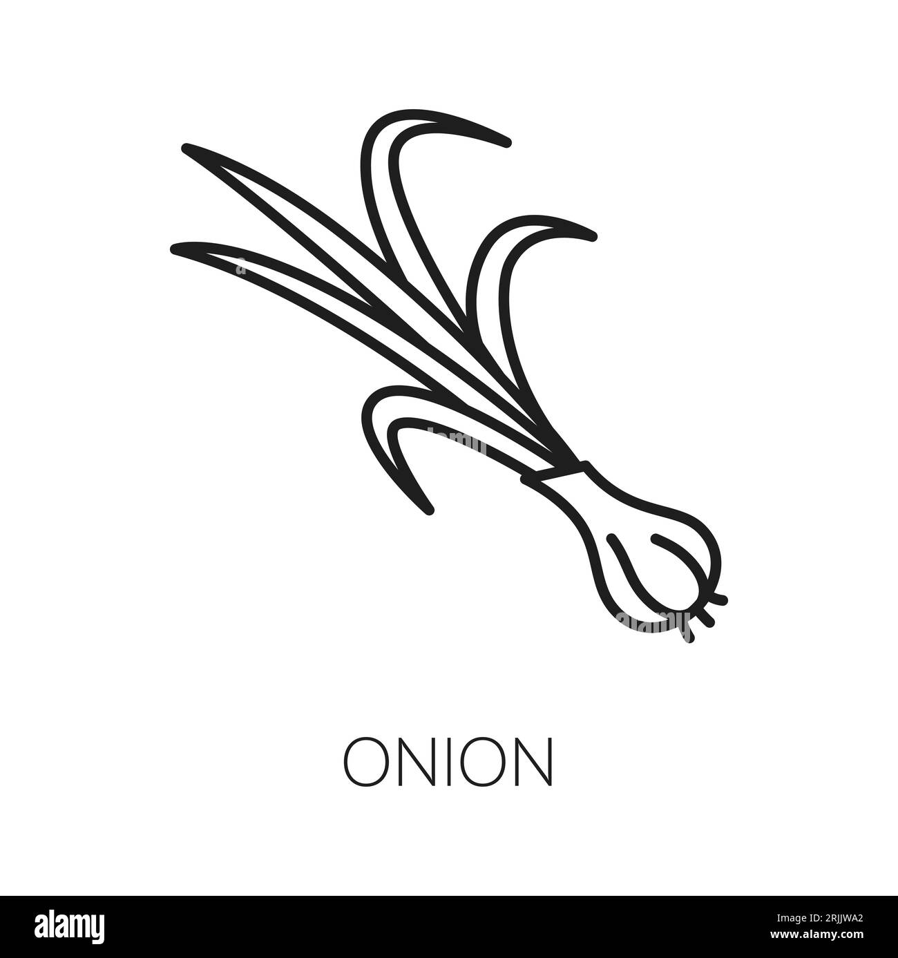 Onion root vegetable with leaves, isolated thin line icon. Vector whole