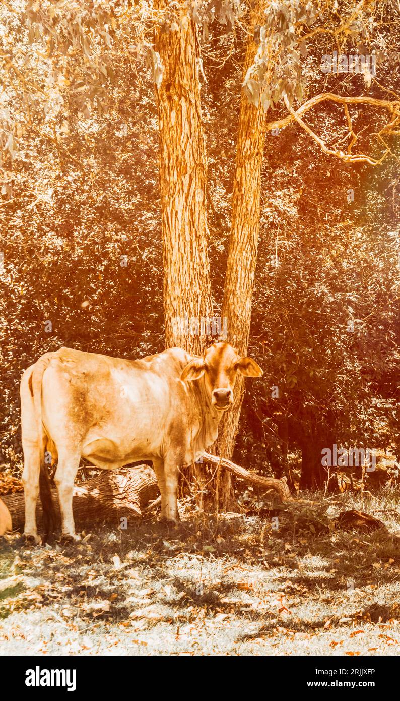 Glowing scene of retro farmland with cow sheltering under tree shade in sunburnt country. Mount