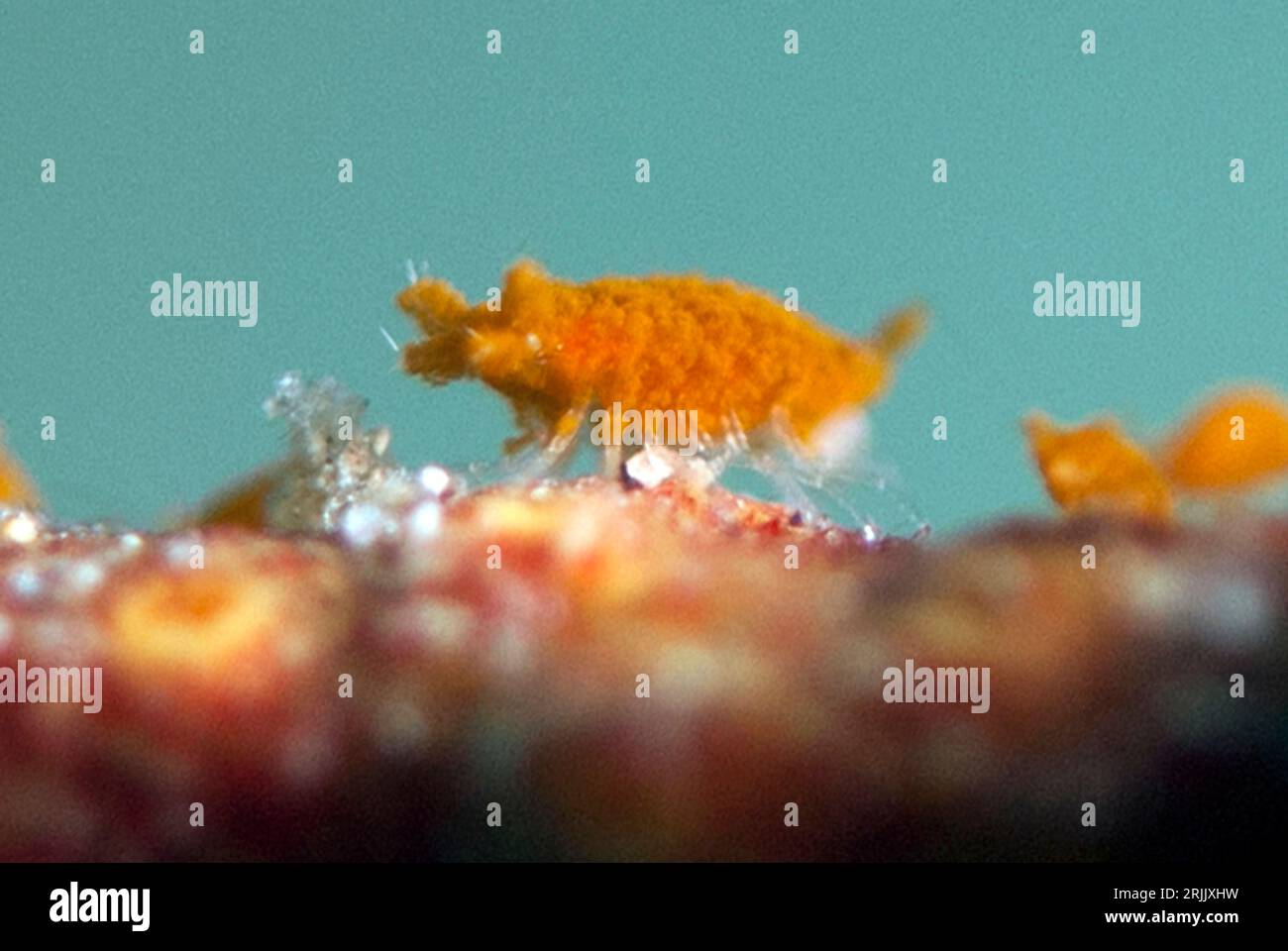 Sponge Isopods, Santia sp, Batu Sandar dive site, Lembeh Straits, Sulawesi, Indonesia Stock Photo