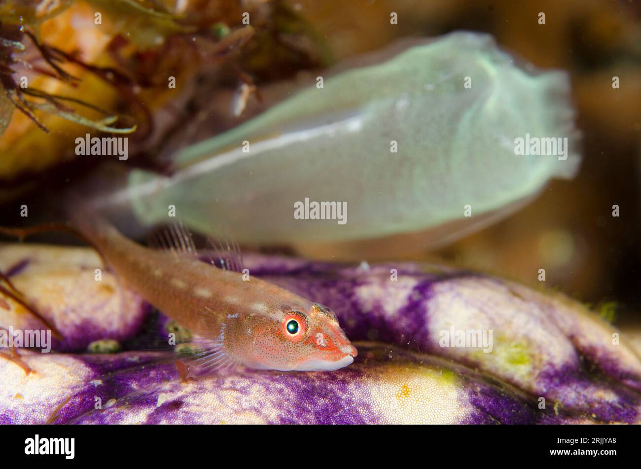 Common Ghost Goby, Pleurosicya mossambica, on Golden Sea Squirt, Polycarpa aurata, with Sea Squirt, Rhopalaea sp, in background, night dive, TK1 dive Stock Photo
