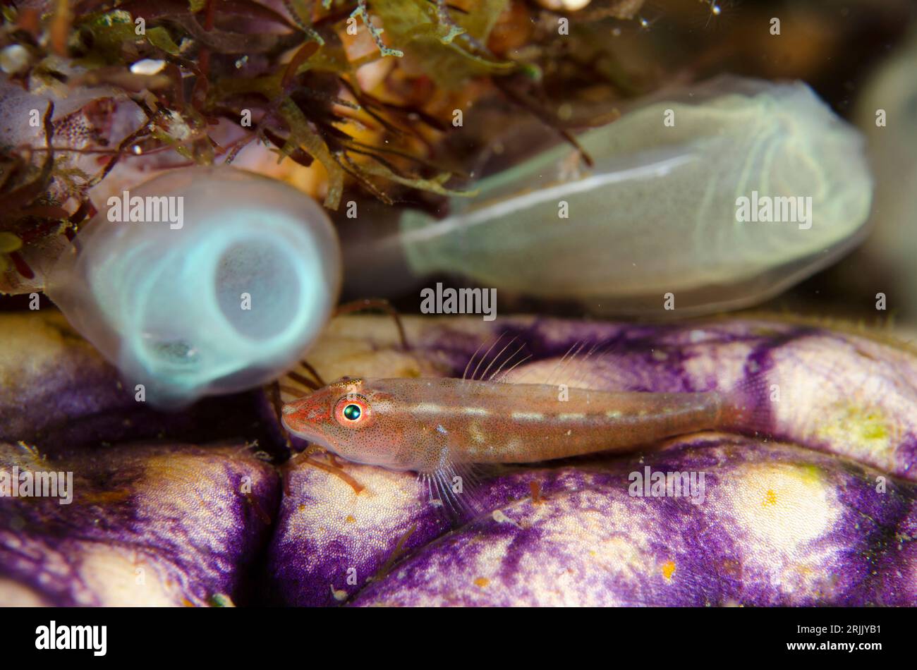 Common Ghost Goby, Pleurosicya mossambica, on Golden Sea Squirt, Polycarpa aurata, with Sea Squirt, Rhopalaea sp, in background, night dive, TK1 dive Stock Photo