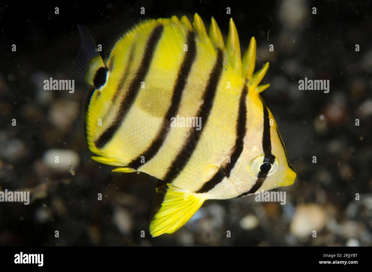 Eight-banded Butterflyfish, Chaetodon octofasciatus, night dive, TK1 dive site, Lembeh Straits, Sulawesi, Indonesia Stock Photo