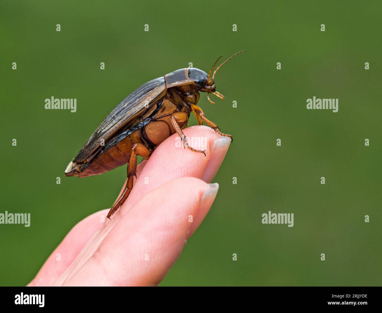 Female Great Diving Beetle (Dytiscus marginalis) sitting on fingers, Cambridgeshire, England, UK Stock Photo