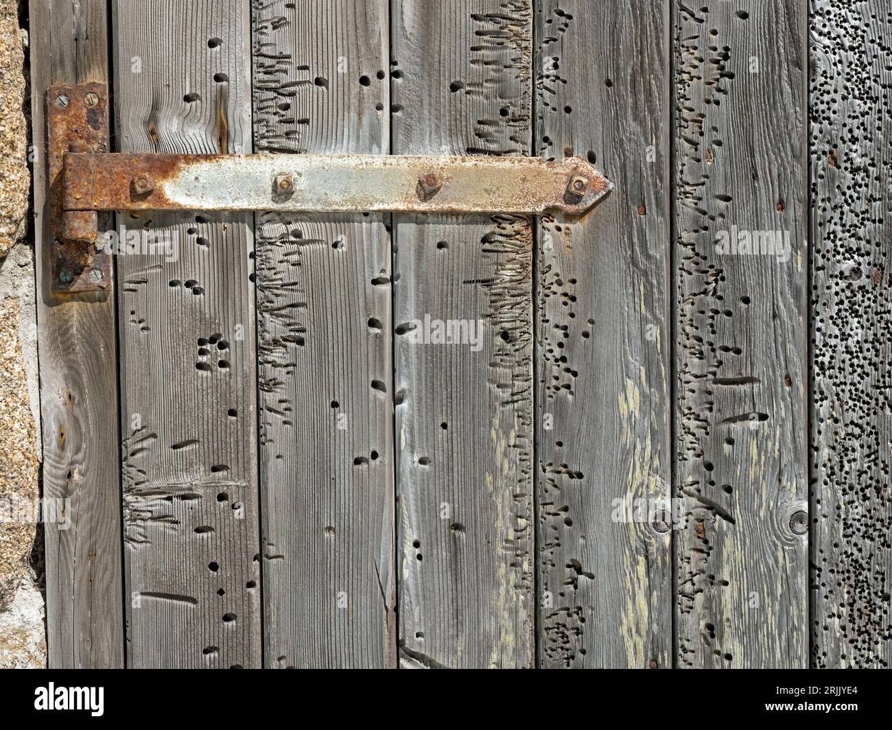 Shed door made with wooden planks damaged by the Teredo worm (Teredo navalis), St Mary's. Isles of Scilly, Cornwall, England, UK Stock Photo