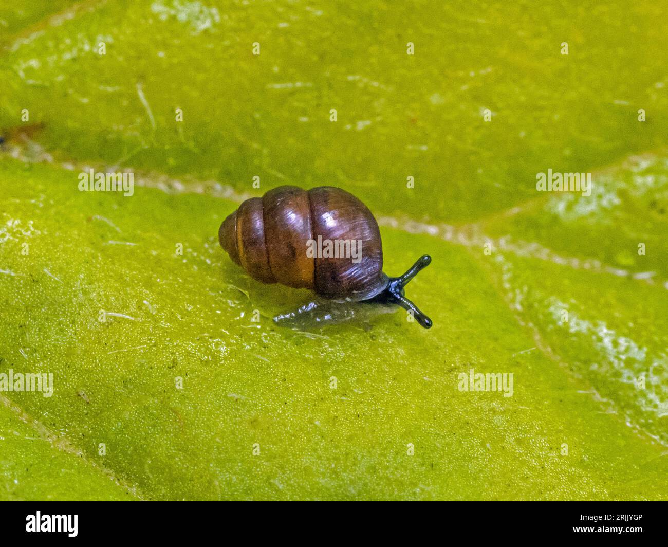 Desmoulin's whorl snail (Vertigo moulinsiana) on water mint leaf, Wicken, Cambridgeshire Stock Photo