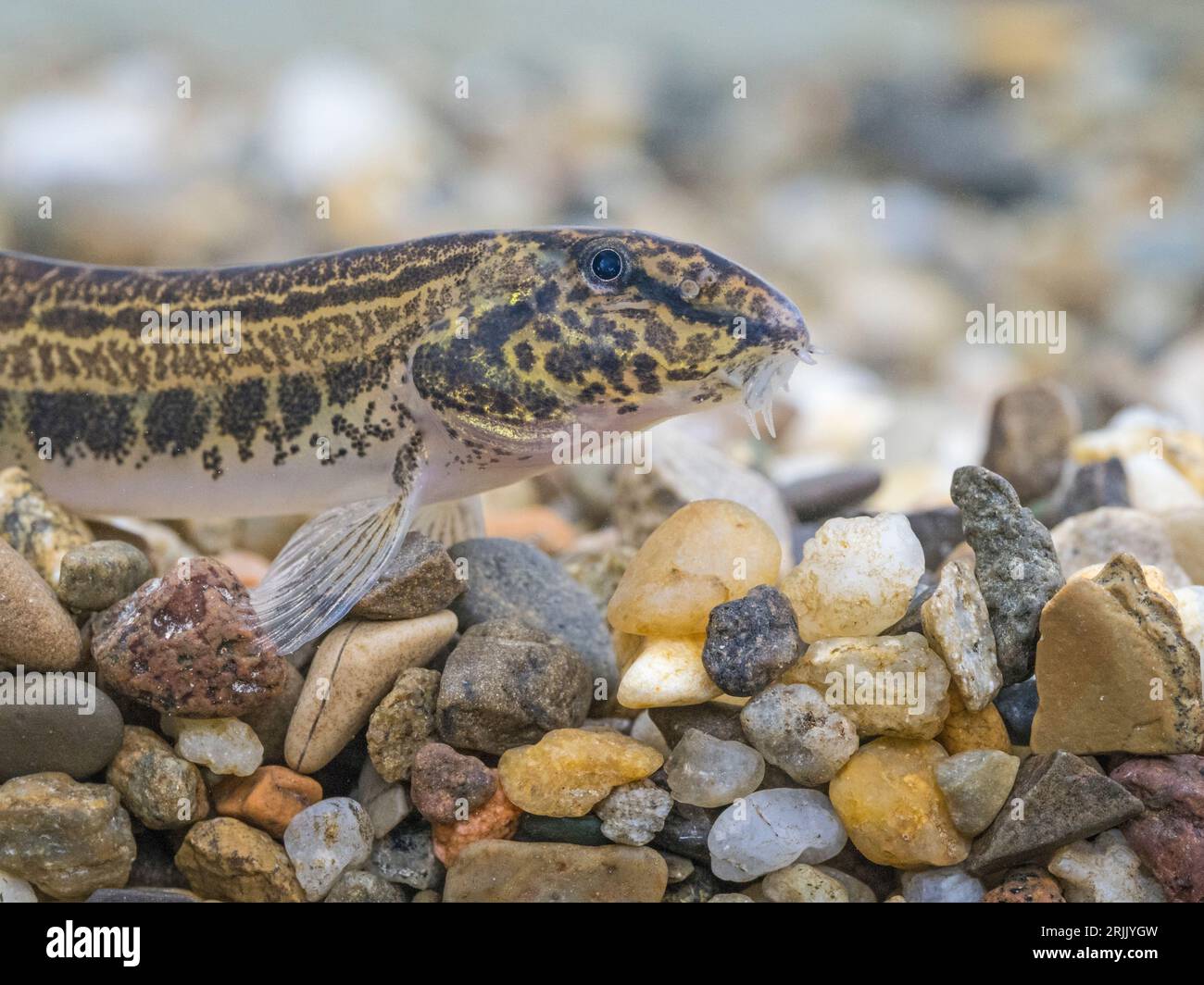 Spined Loach (Cobitis taenia), River Great Ouse, Cambridgeshire Stock Photo