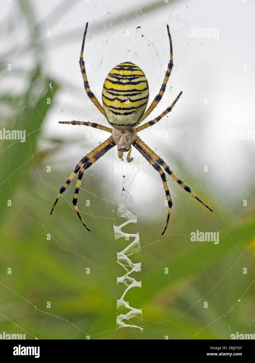 Female Wasp Spider (Argiope bruennichi) and web with stabilimentum, Fulbourn, Cambridgeshire Stock Photo